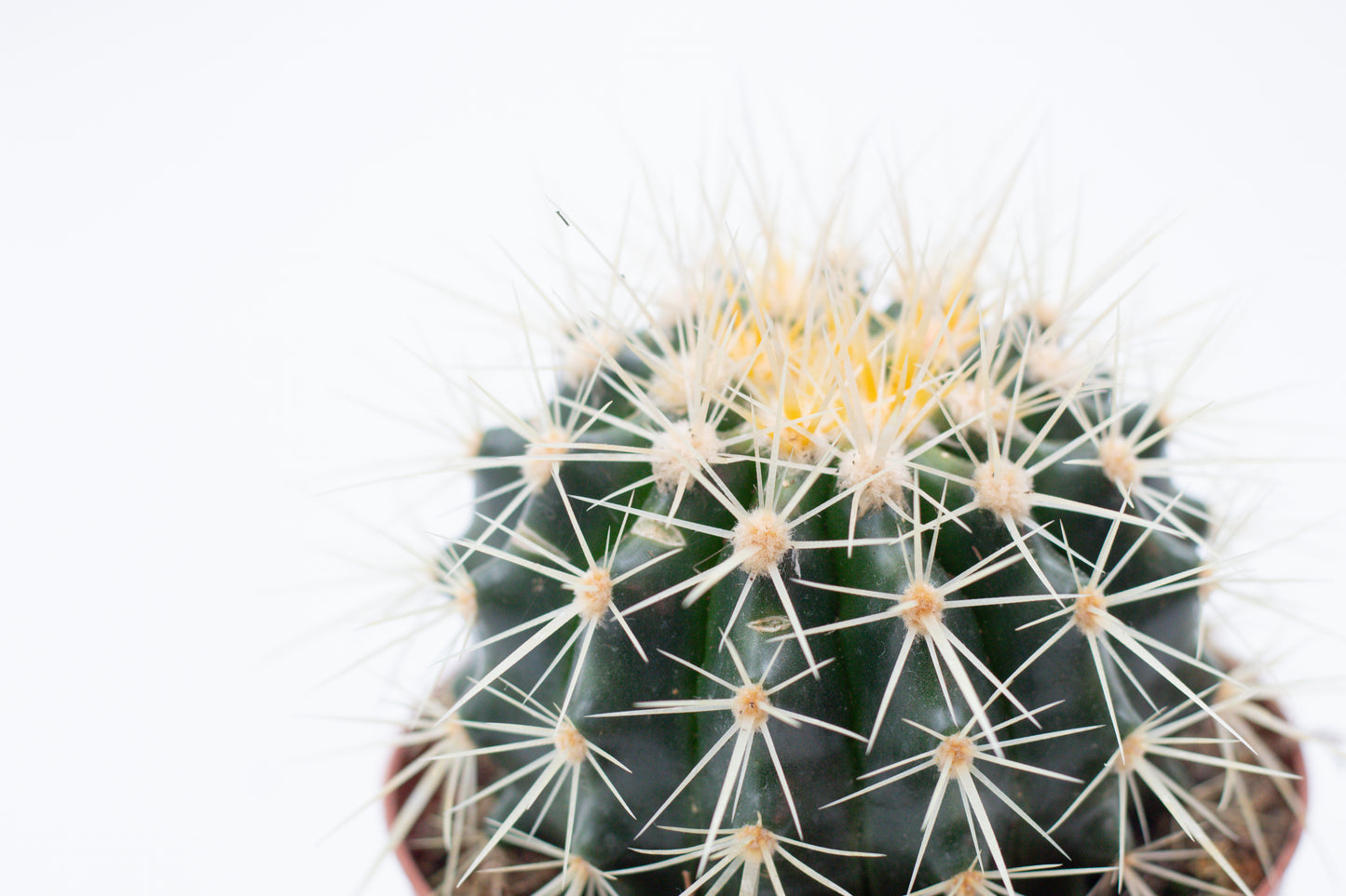 Echinocactus Grusonii