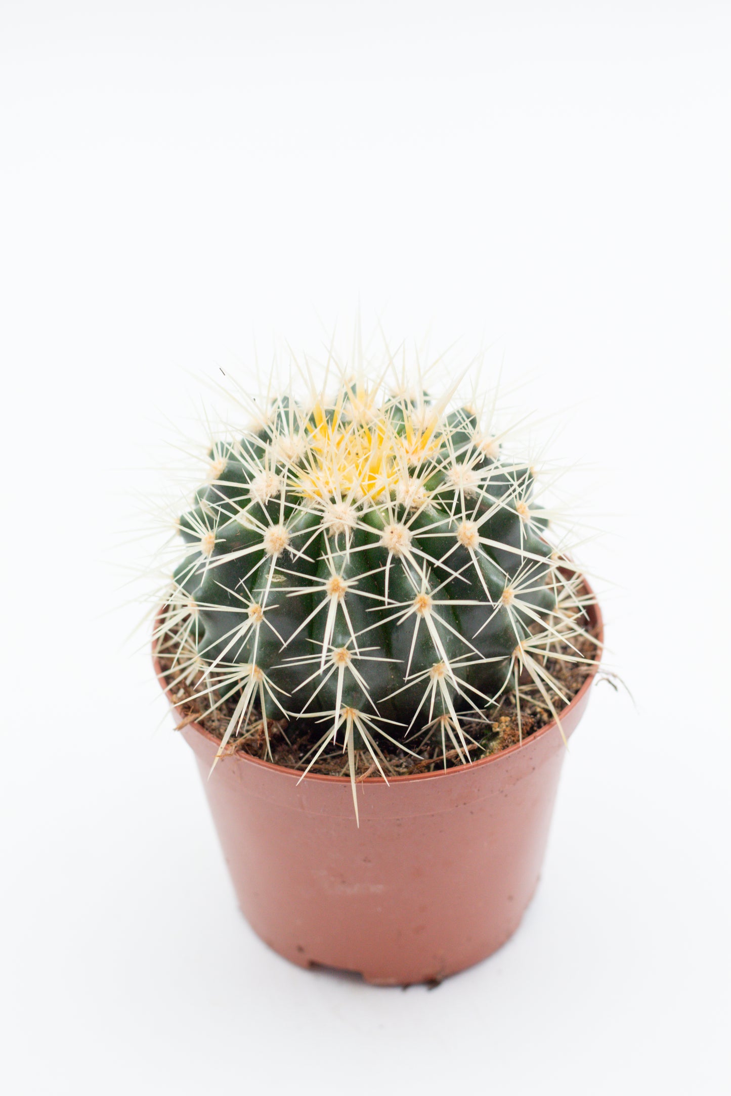 Echinocactus Grusonii