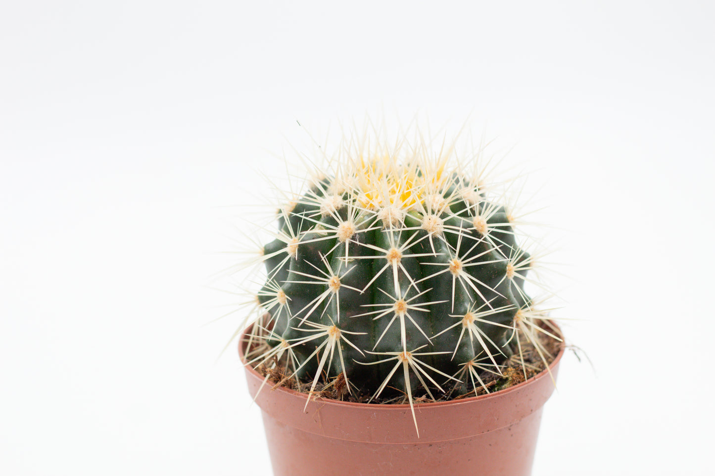Echinocactus Grusonii