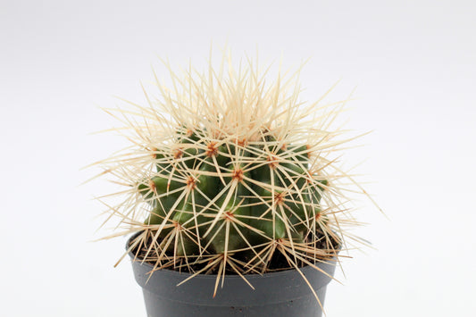 Echinocactus grusonii