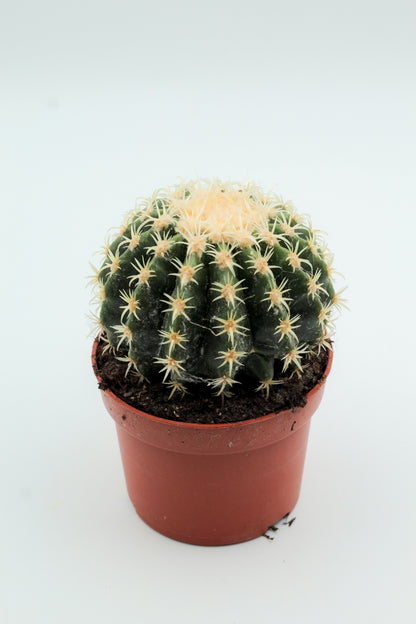Echinocactus grusonii brevispinus