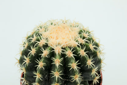 Echinocactus grusonii brevispinus