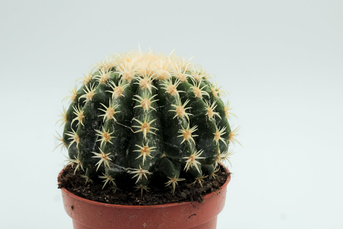 Echinocactus grusonii brevispinus
