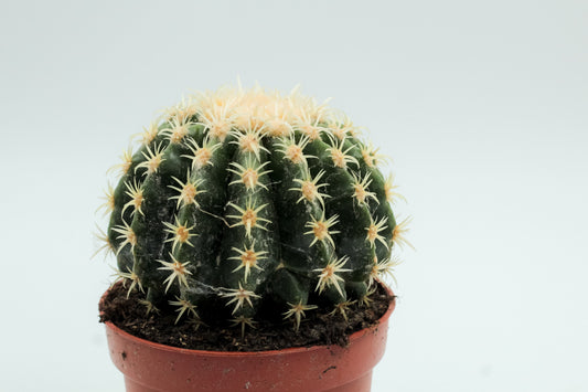 Echinocactus grusonii brevispinus