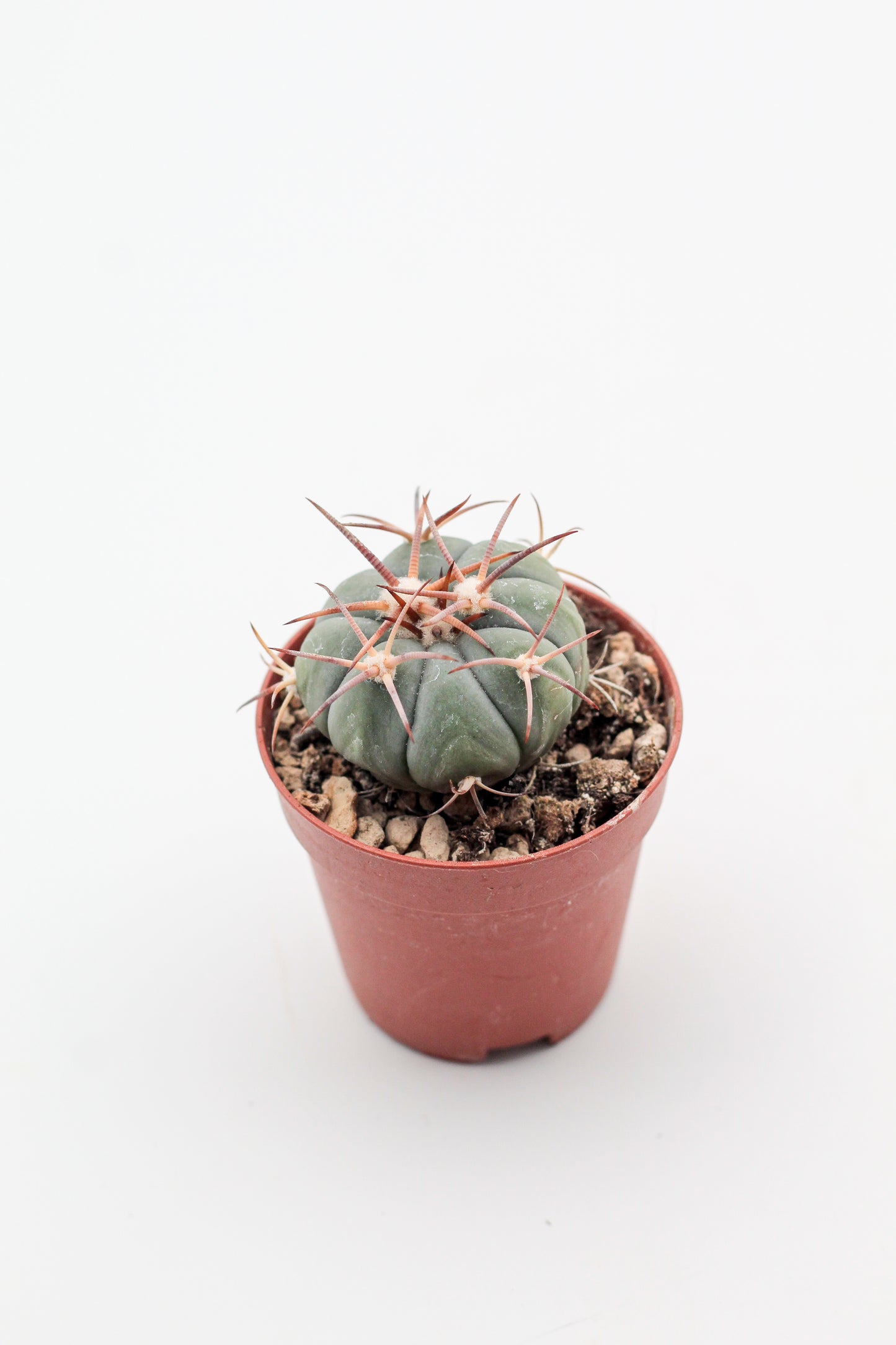 Echinocactus horizonthalonius