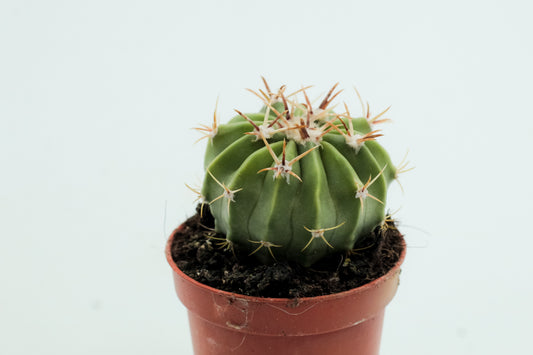 Echinocactus texensis
