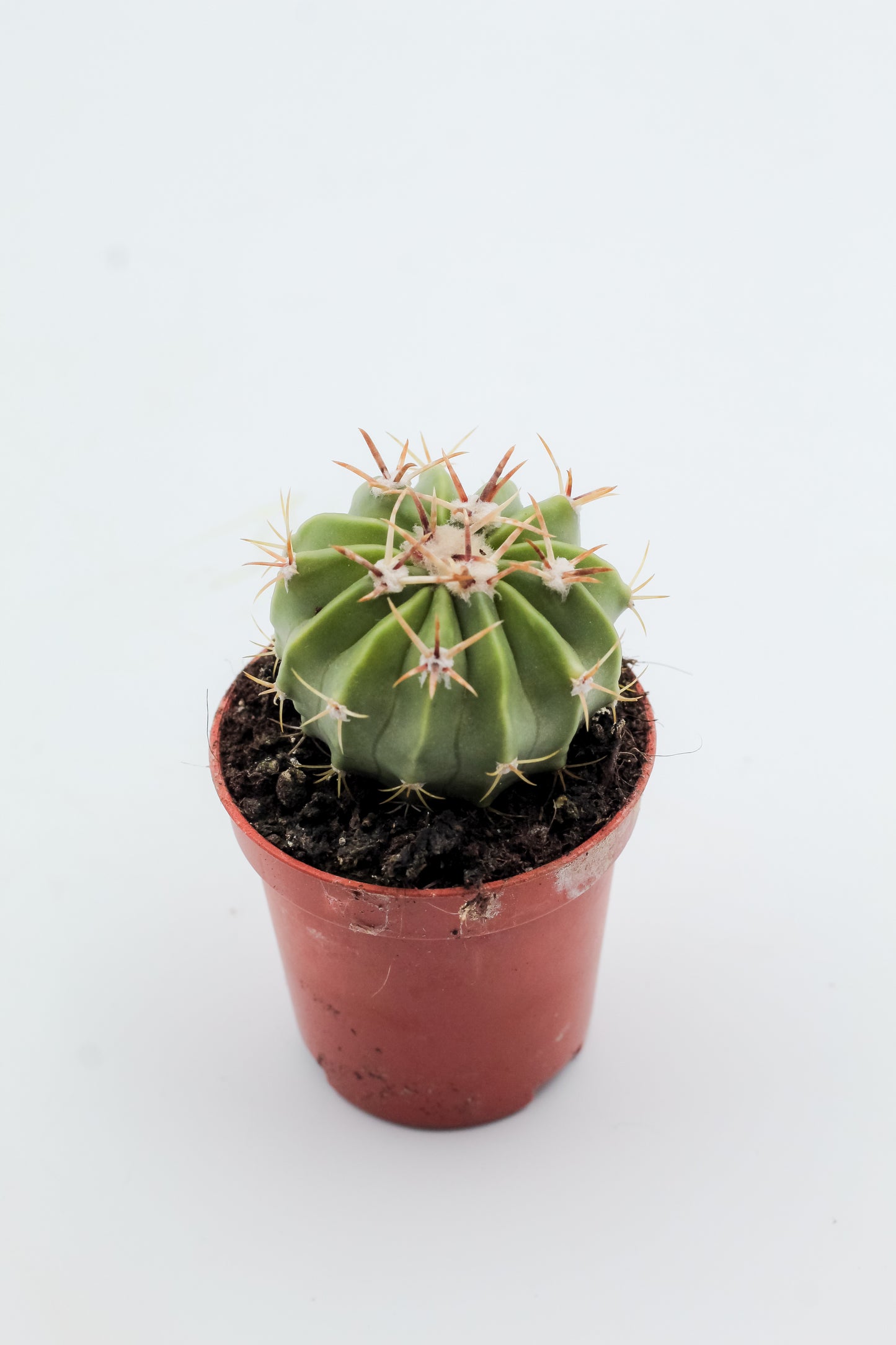 Echinocactus texensis