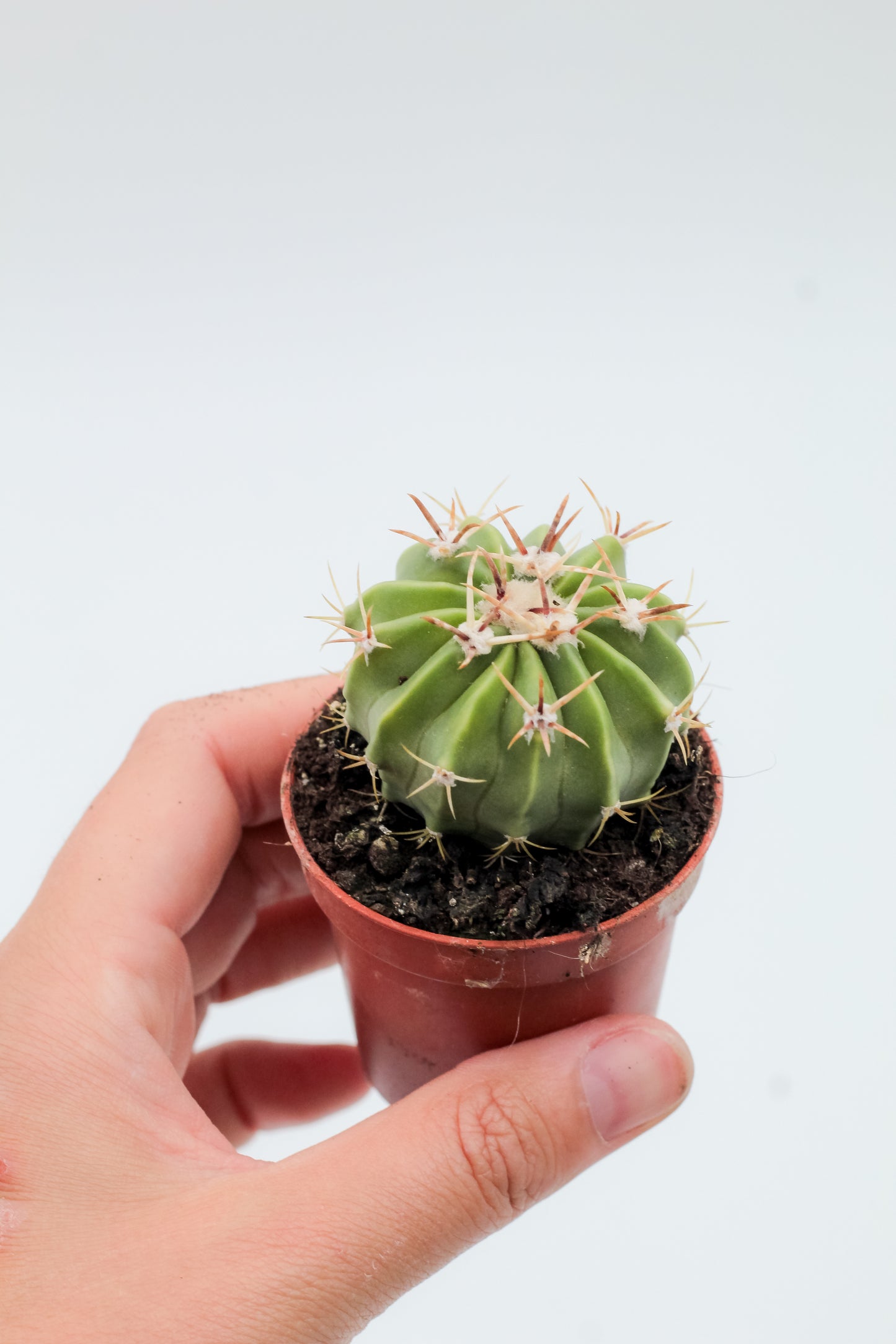 Echinocactus texensis