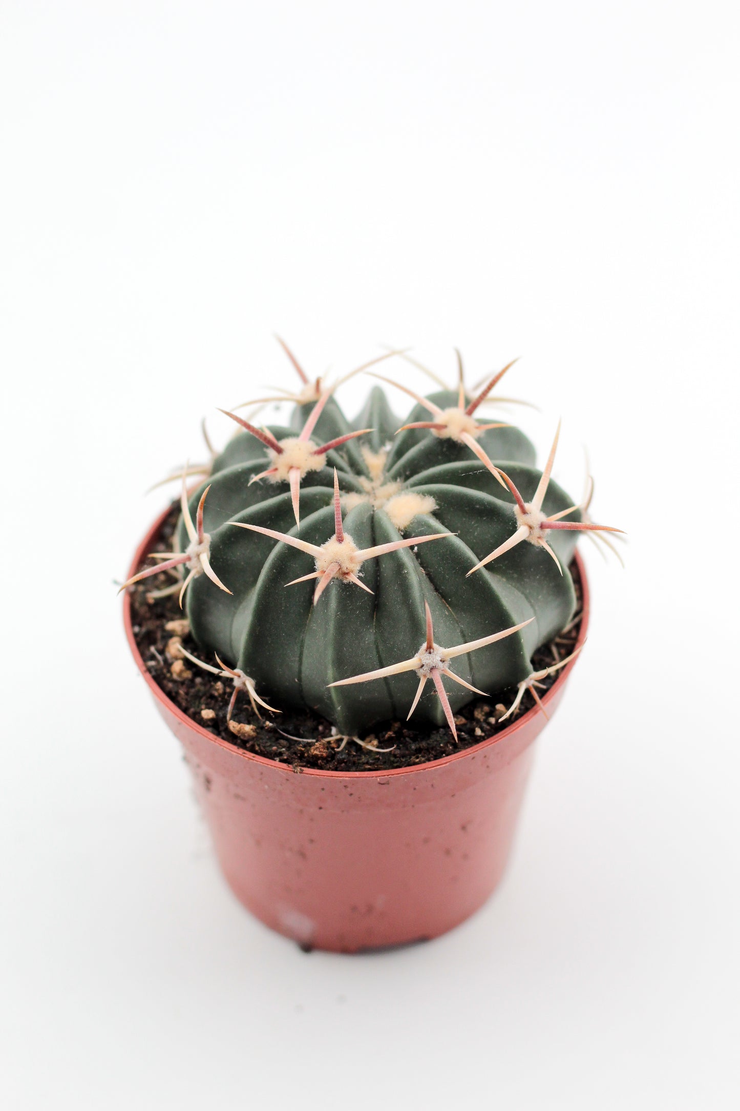Echinocactus texensis