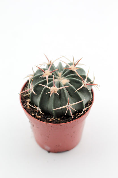 Echinocactus texensis