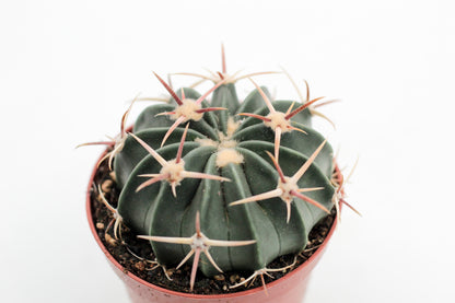 Echinocactus texensis