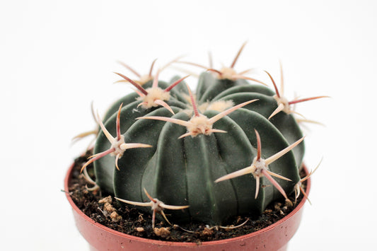 Echinocactus texensis