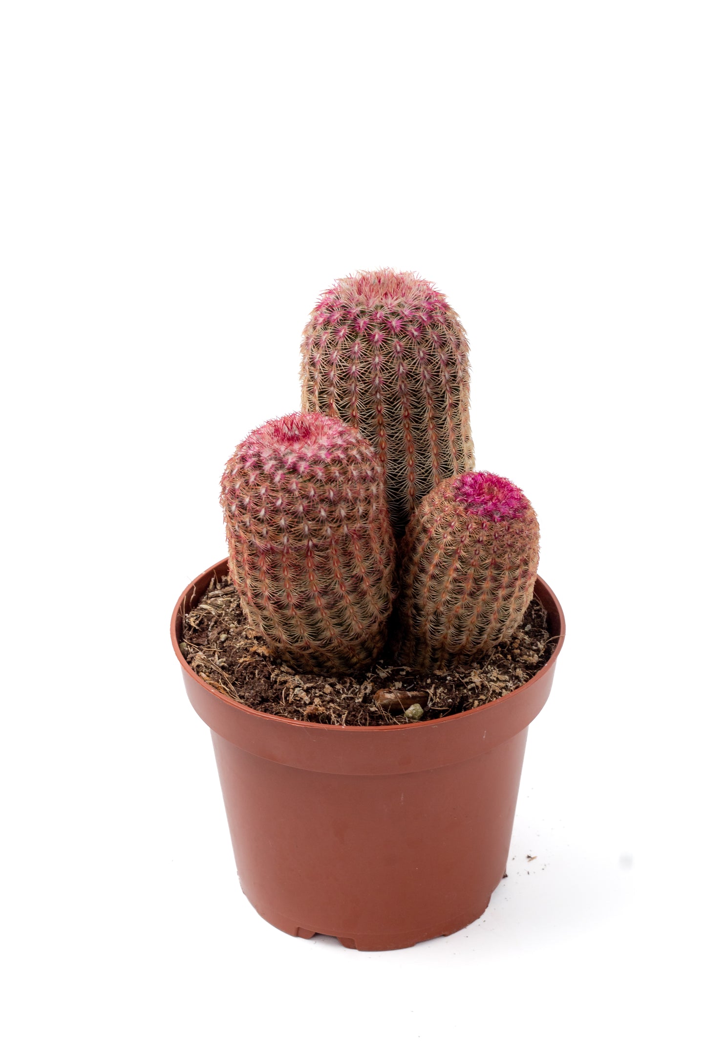 Echinocereus Pectinatus Rubispinus
