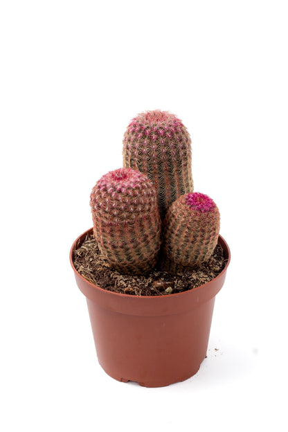 Echinocereus Pectinatus Rubispinus