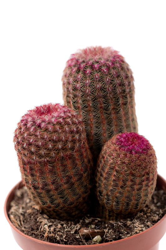 Echinocereus Pectinatus Rubispinus