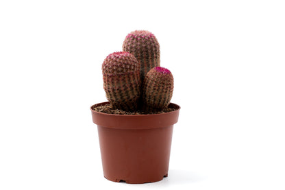 Echinocereus Pectinatus Rubispinus