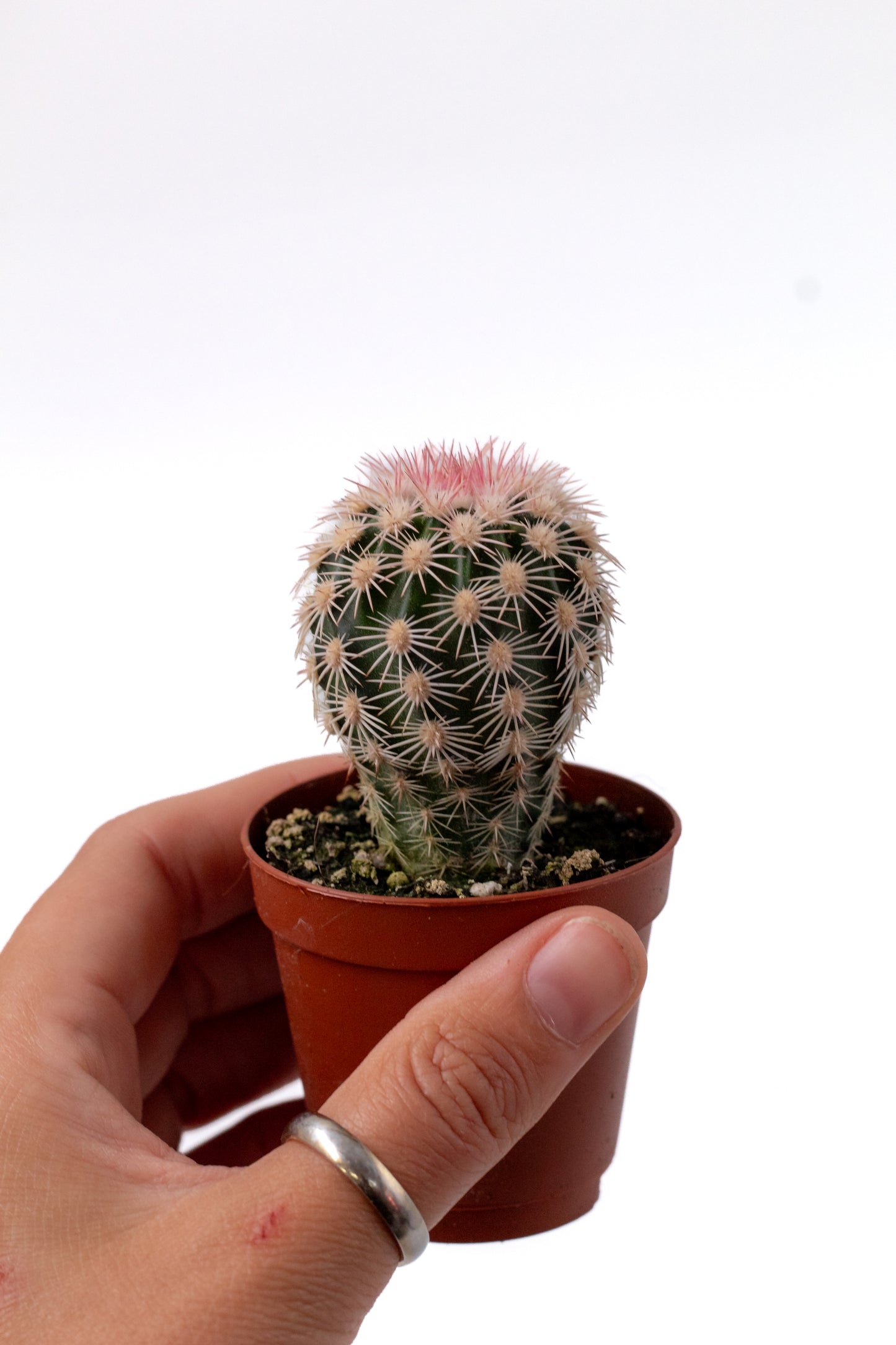Echinocereus dasyacanthus var. ctenoides