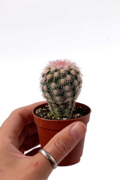 Echinocereus dasyacanthus var. ctenoides