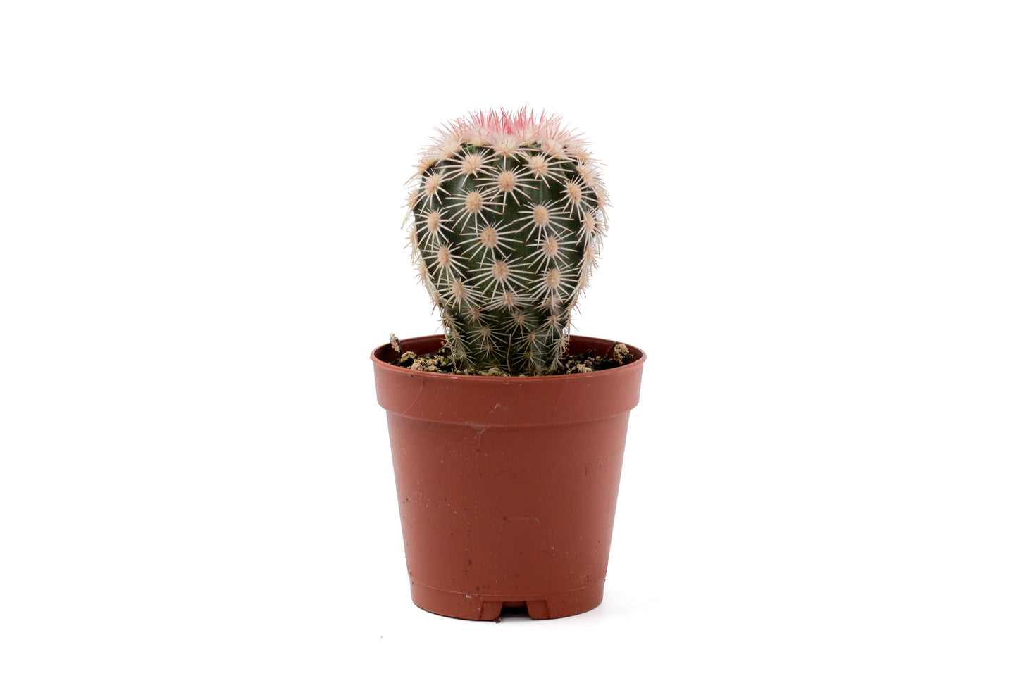 Echinocereus dasyacanthus var. ctenoides