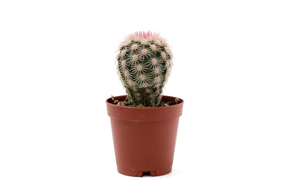 Echinocereus dasyacanthus var. ctenoides