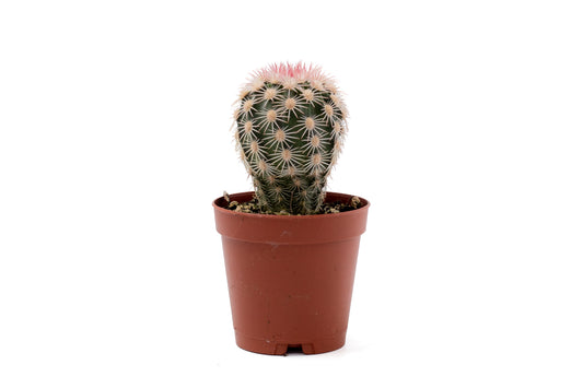 Echinocereus dasyacanthus var. ctenoides