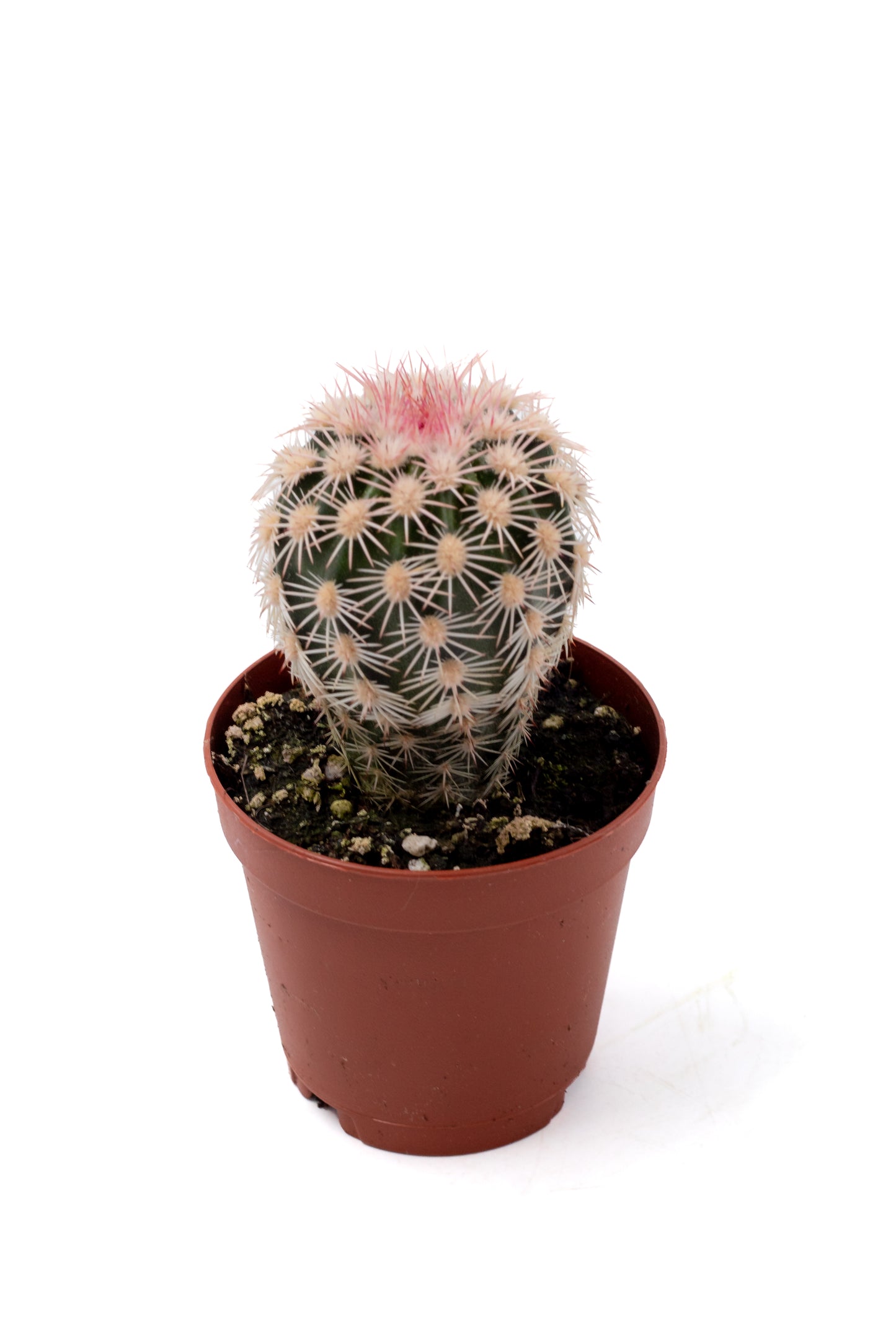 Echinocereus dasyacanthus var. ctenoides