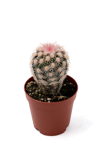 Echinocereus dasyacanthus var. ctenoides
