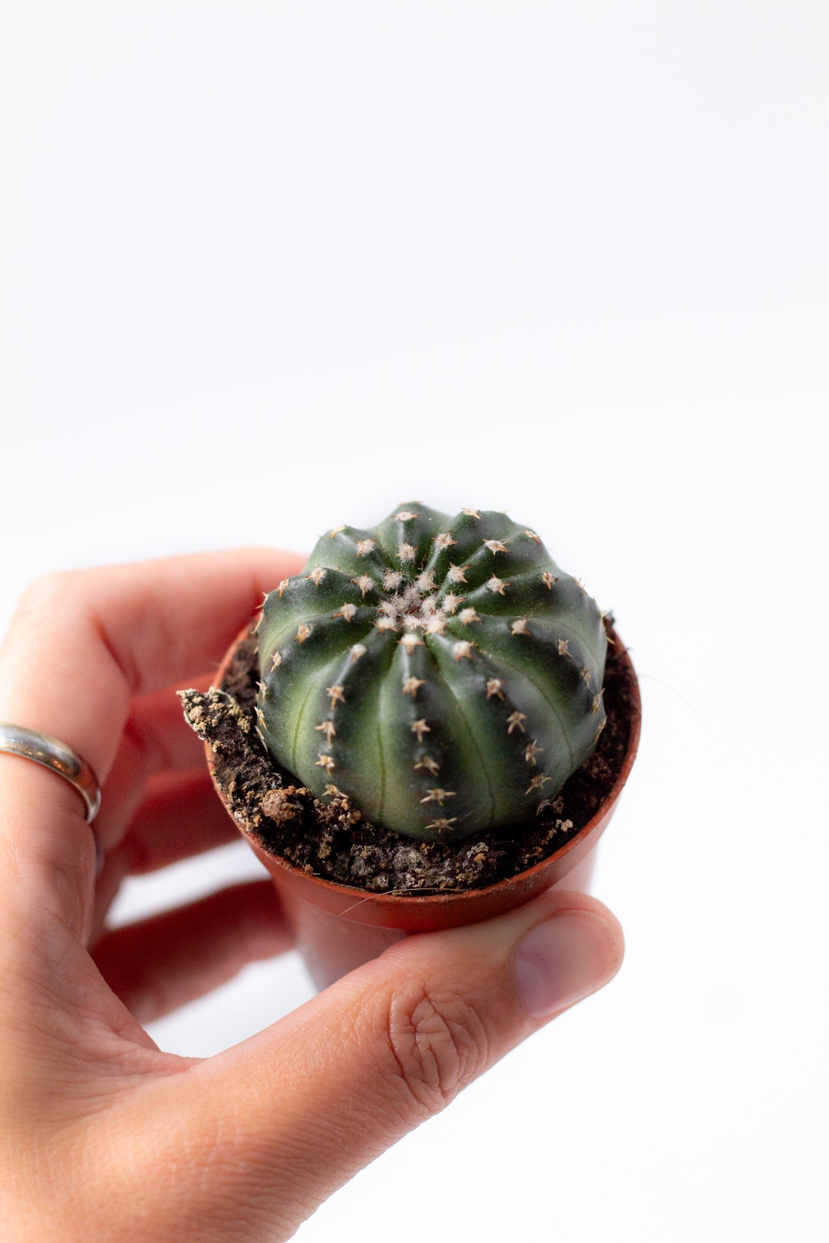 Echinocereus pulchellus