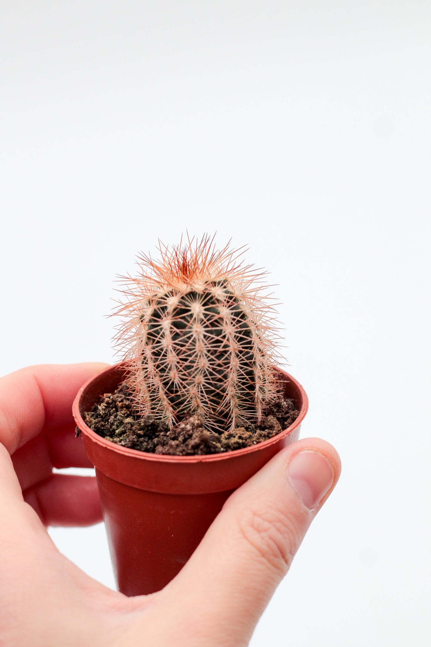 Echinocereus reichenbachii