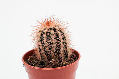 Echinocereus reichenbachii