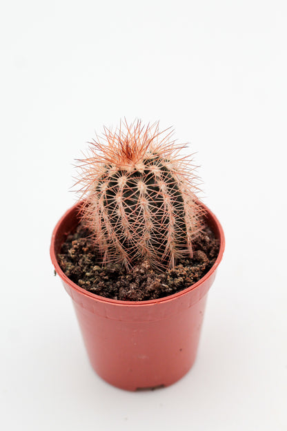 Echinocereus reichenbachii