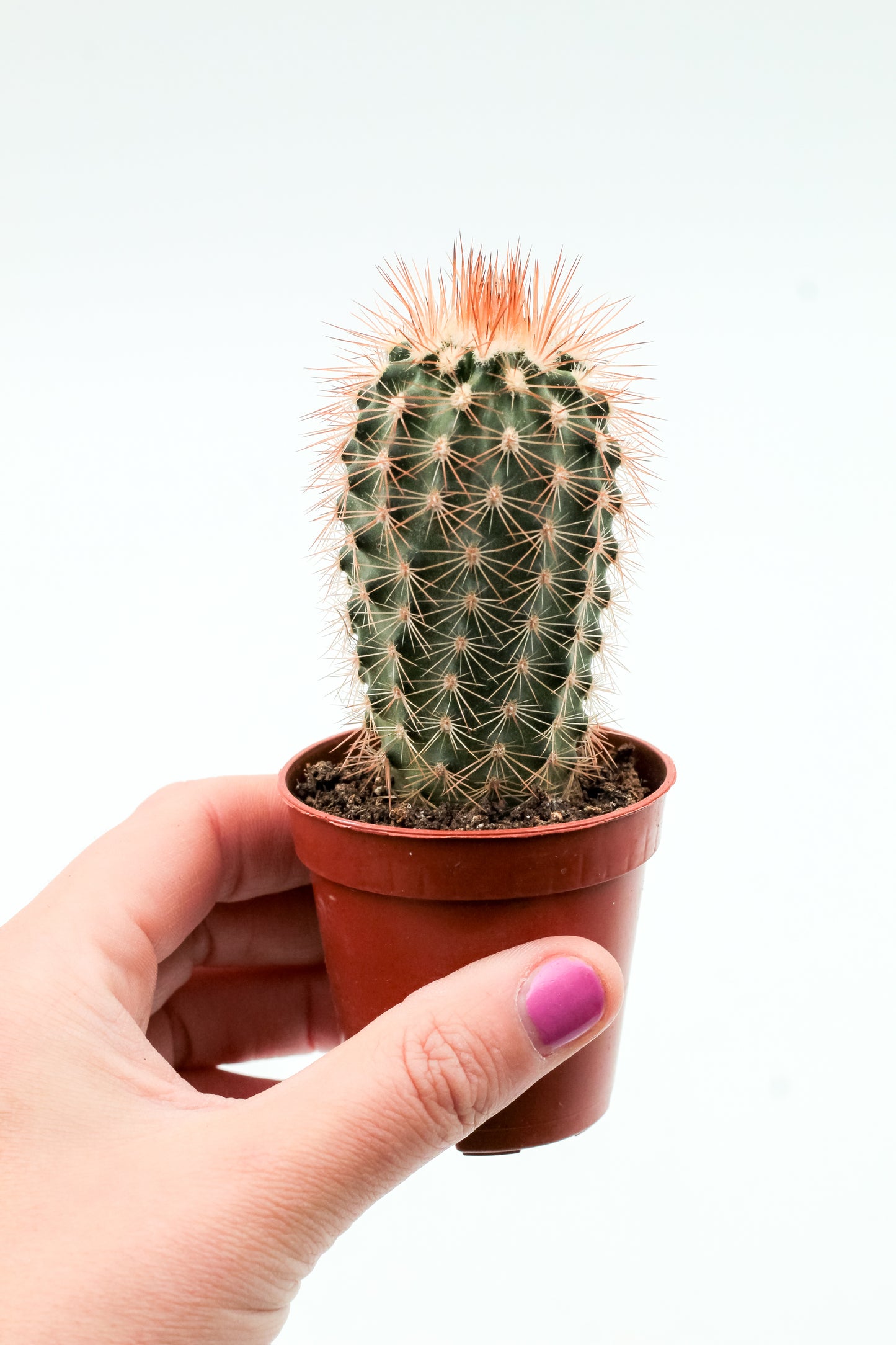 Echinocereus reichenbachii baileyi