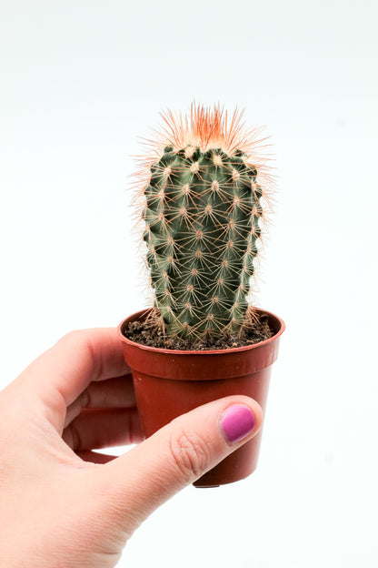 Echinocereus reichenbachii baileyi