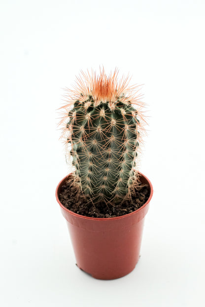 Echinocereus reichenbachii baileyi