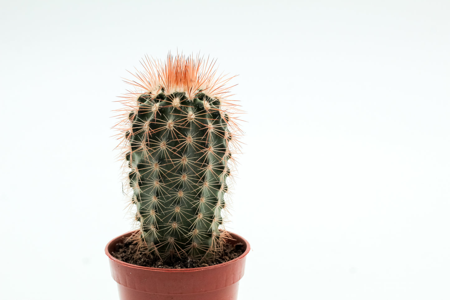 Echinocereus reichenbachii baileyi