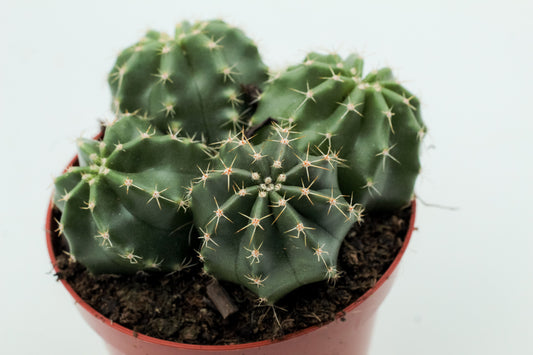 Echinocereus subinermis
