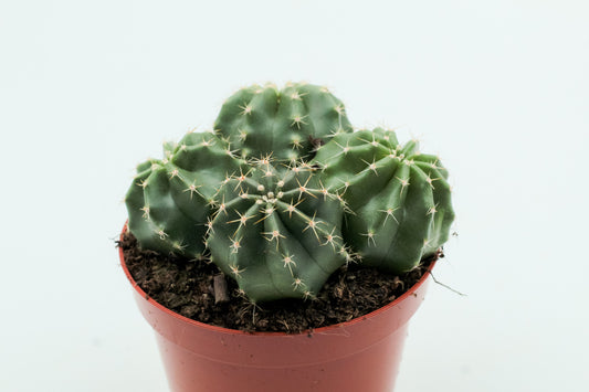 Echinocereus subinermis