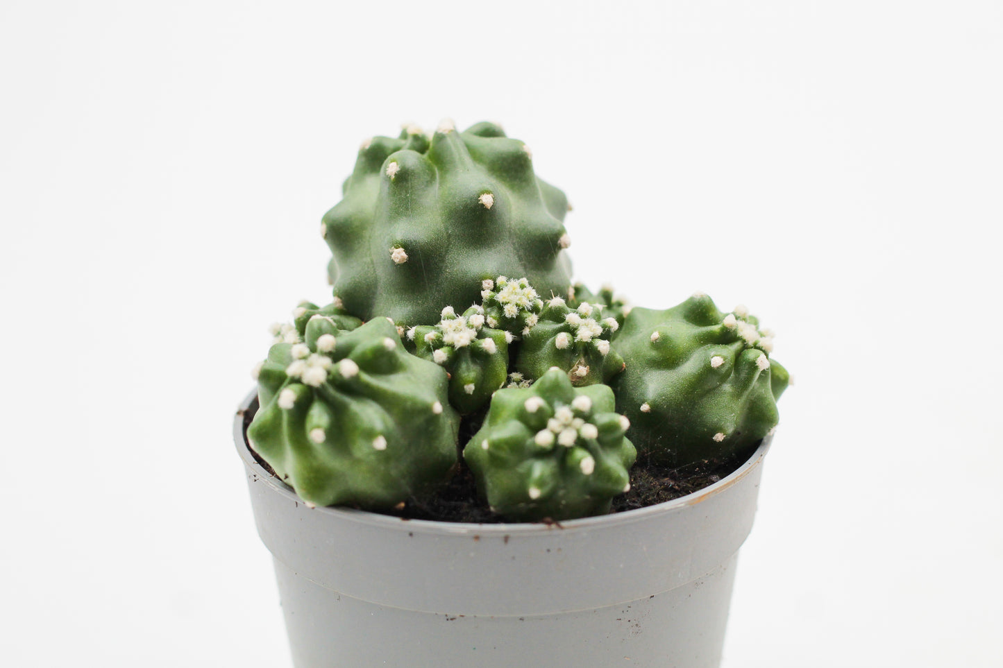 echinocereus triglochidiatus var mojavensis Echinocereus triglochidiatus var. mojavensis – ikhebeencactus