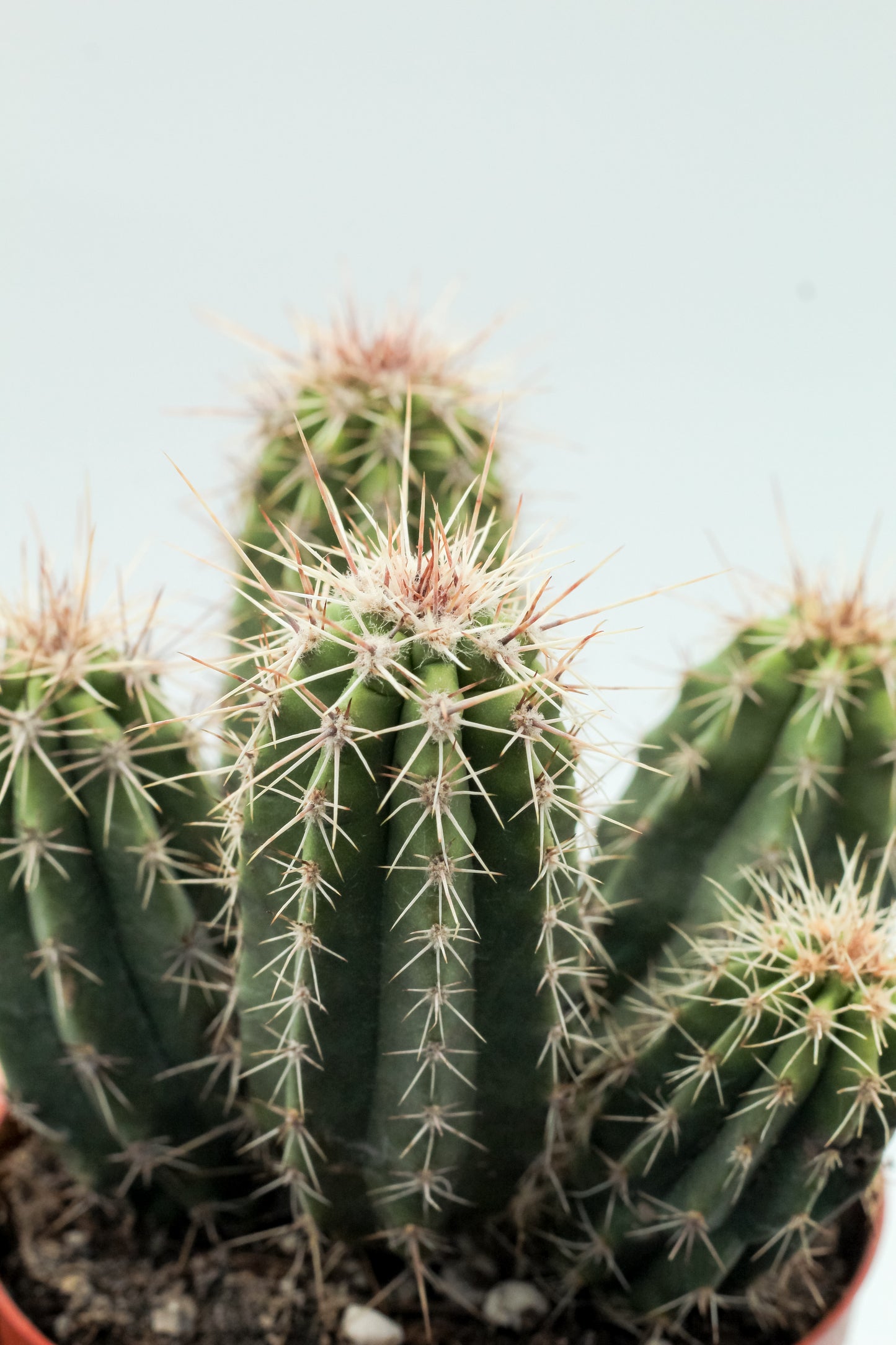 Echinocereus enneacanthus var. sarissophorus