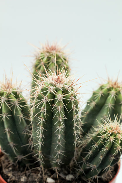 Echinocereus enneacanthus var. sarissophorus