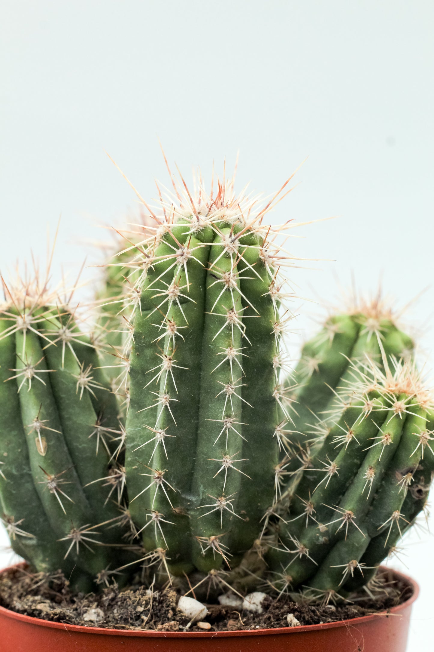 Echinocereus enneacanthus var. sarissophorus