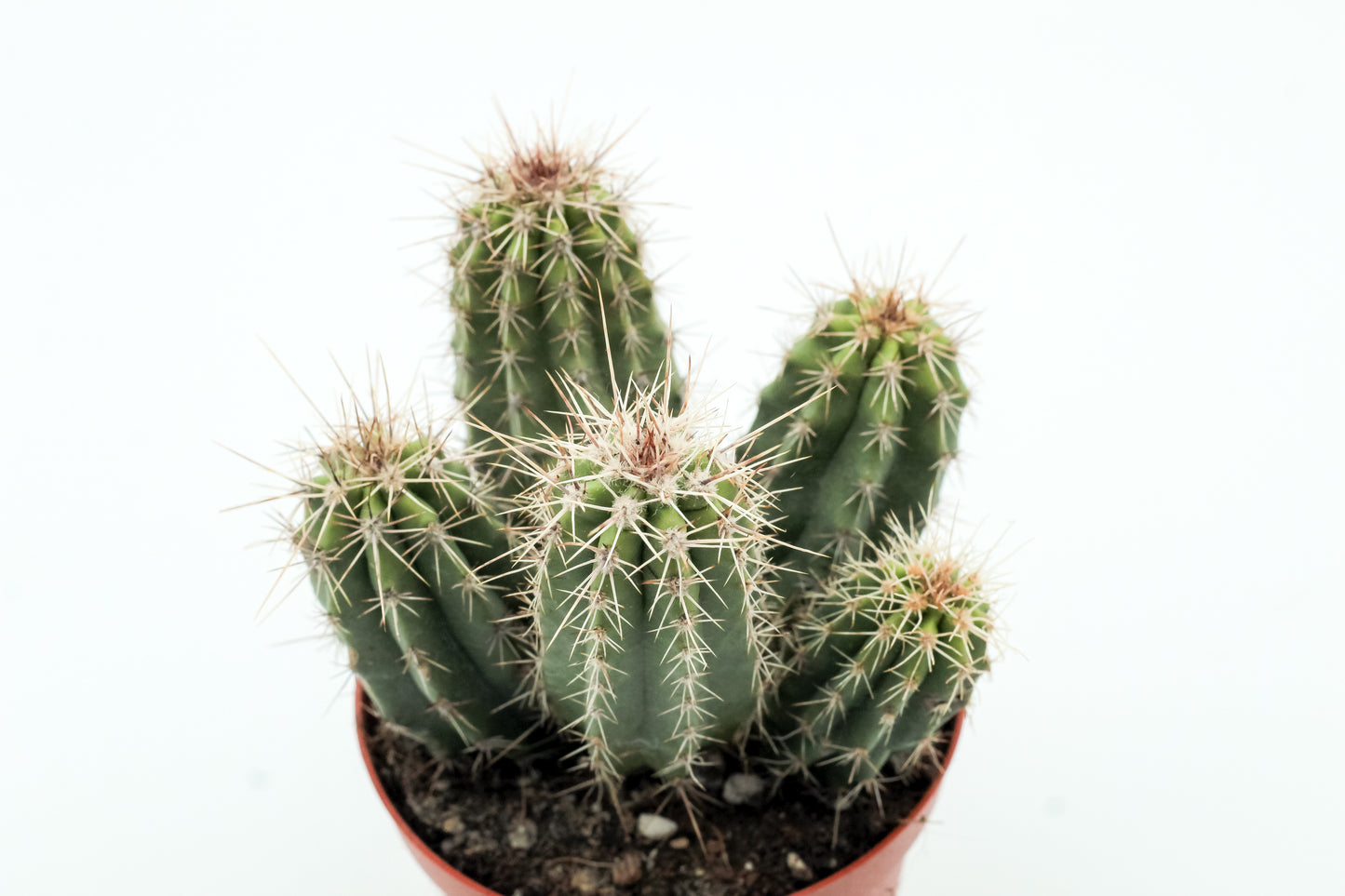Echinocereus enneacanthus var. sarissophorus