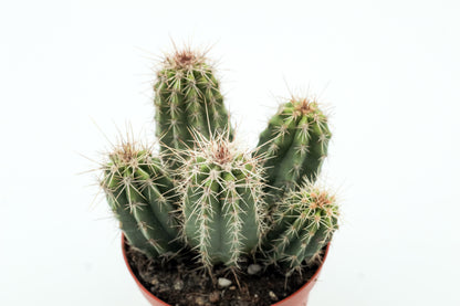 Echinocereus enneacanthus var. sarissophorus