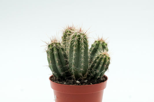 Echinocereus enneacanthus var. sarissophorus