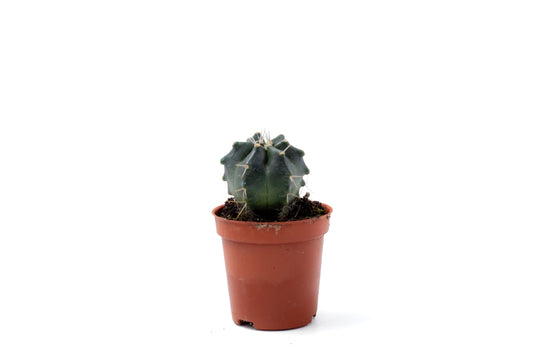 Echinocereus knippelianus