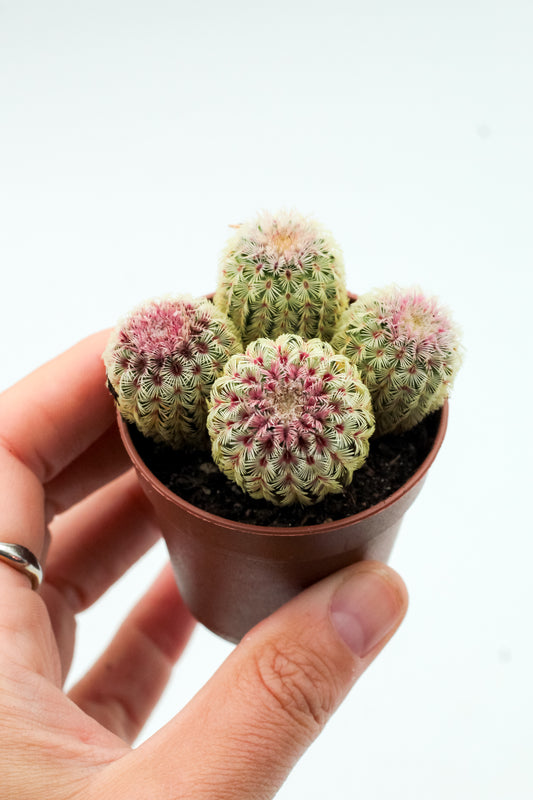 Echinocereus pectinatus rubispinus mini's