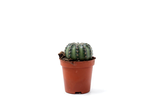Echinocereus pulchellus