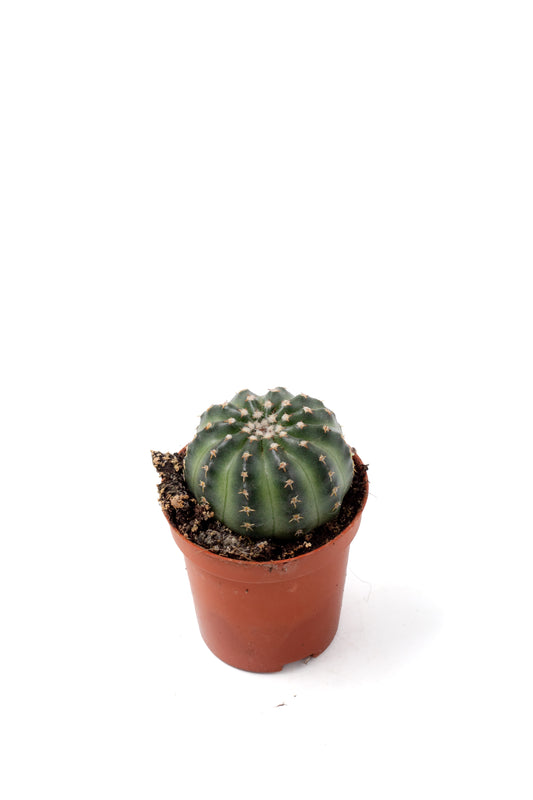 Echinocereus pulchellus