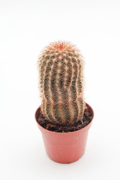 Echinocereus reichenbachii