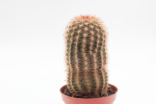 Echinocereus reichenbachii